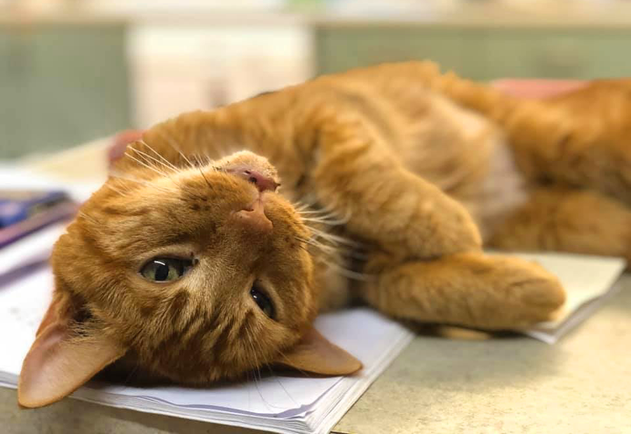 A relaxed ginger cat lying upside down