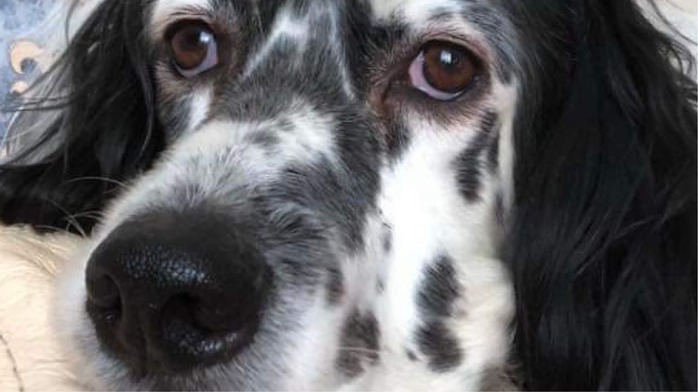 A close up view of Dias the rescue dog. Dias has a soft black and white coat.