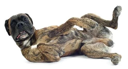 Image Of Boxer Dog Laying on its side 